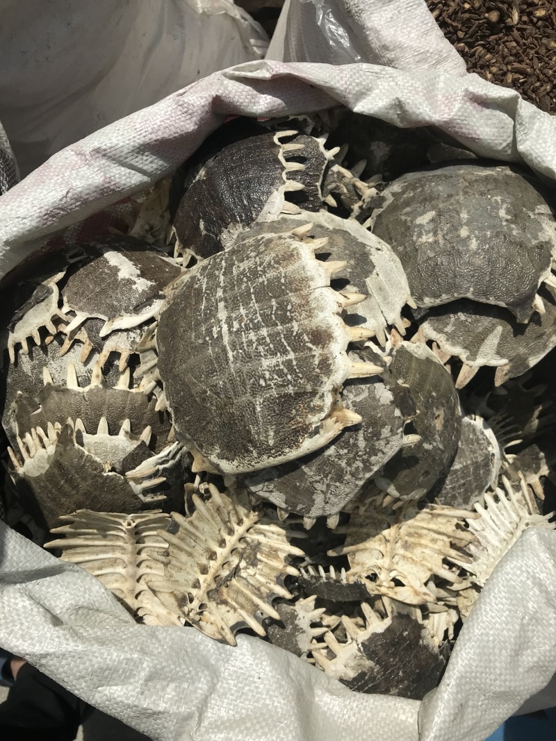 各种产地鳖甲，干净无杂质无硫无熏蒸一手货源
