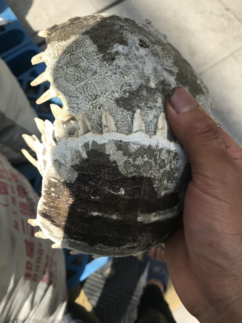 各种产地鳖甲，干净无杂质无硫无熏蒸一手货源