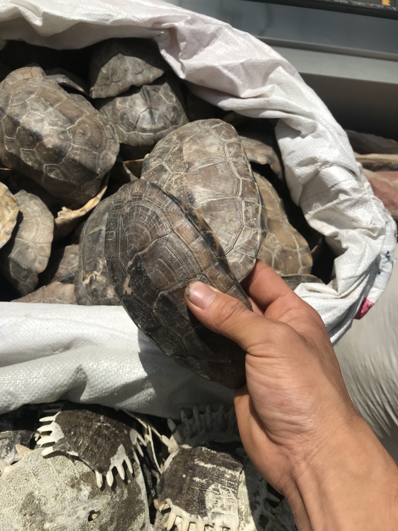 各种产地鳖甲，干净无杂质无硫无熏蒸一手货源