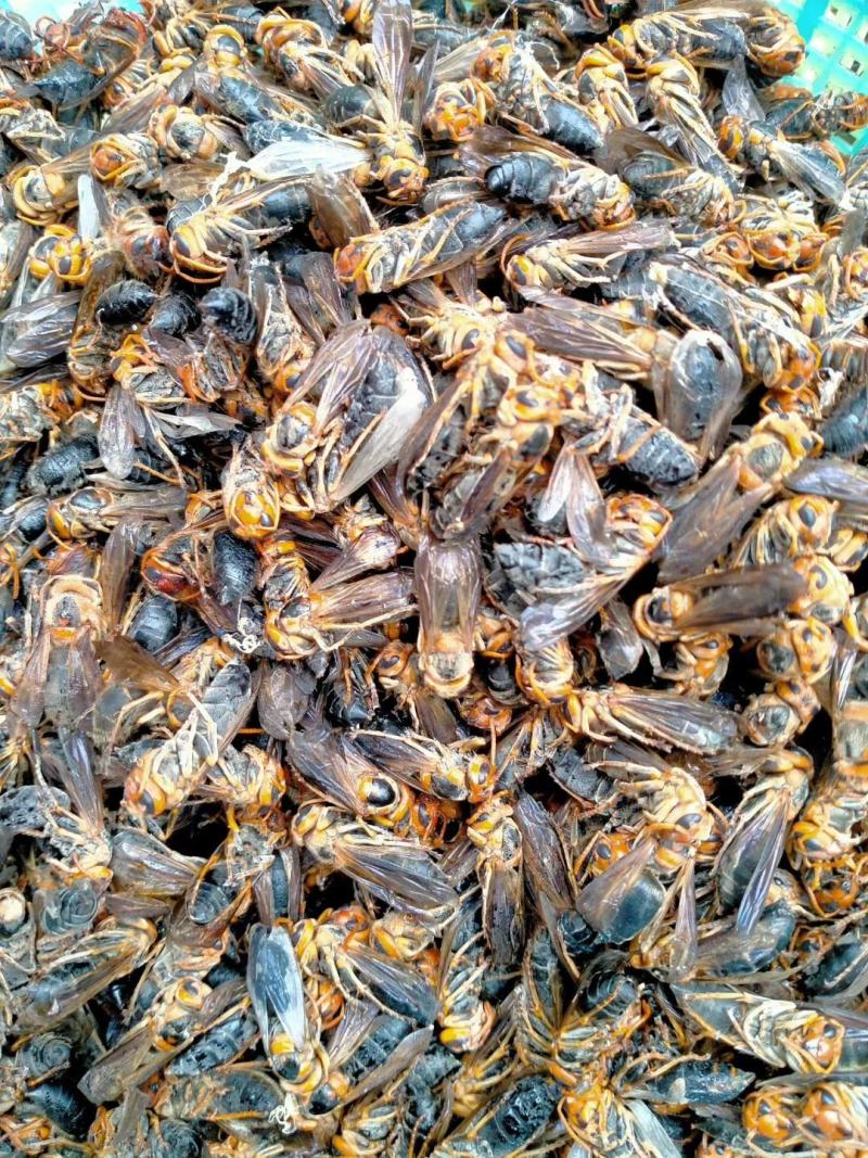 黑尾胡蜂老蜂树蜂马蜂