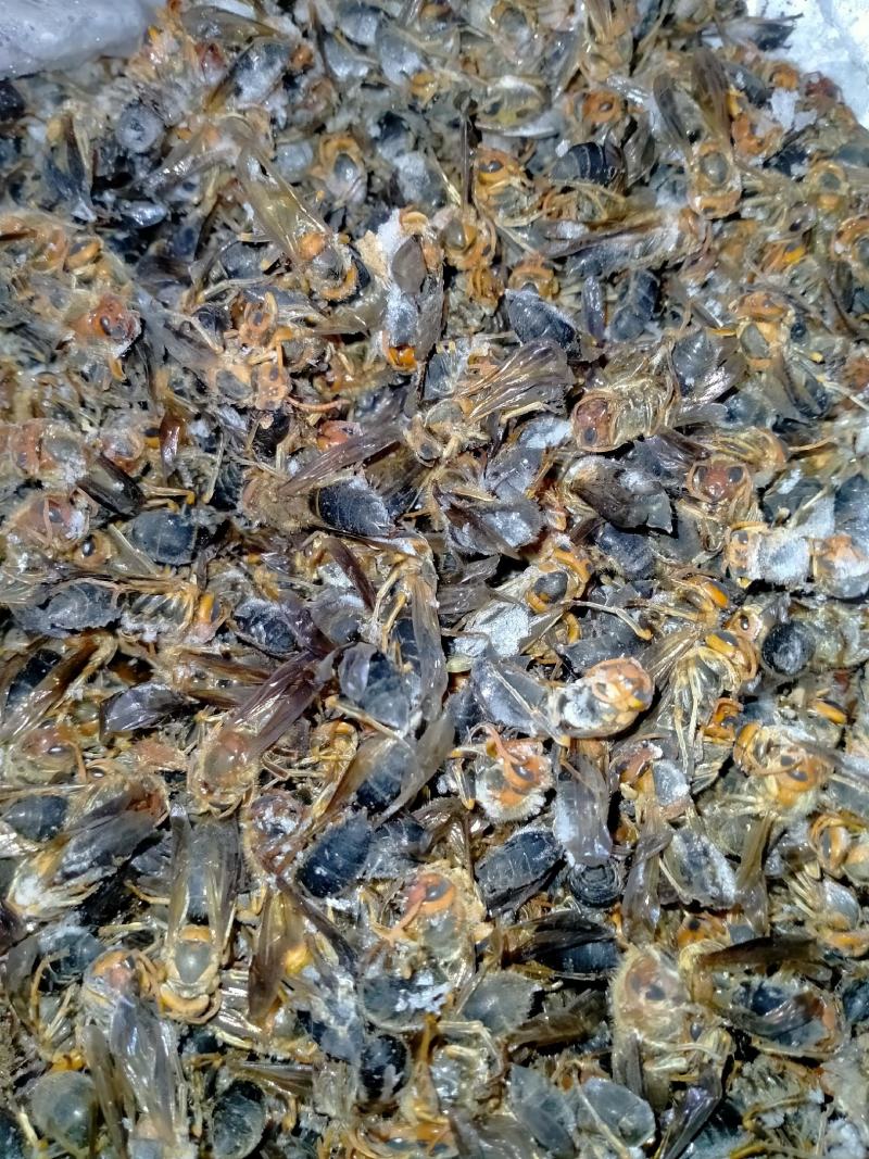 黑尾胡蜂老蜂树蜂马蜂