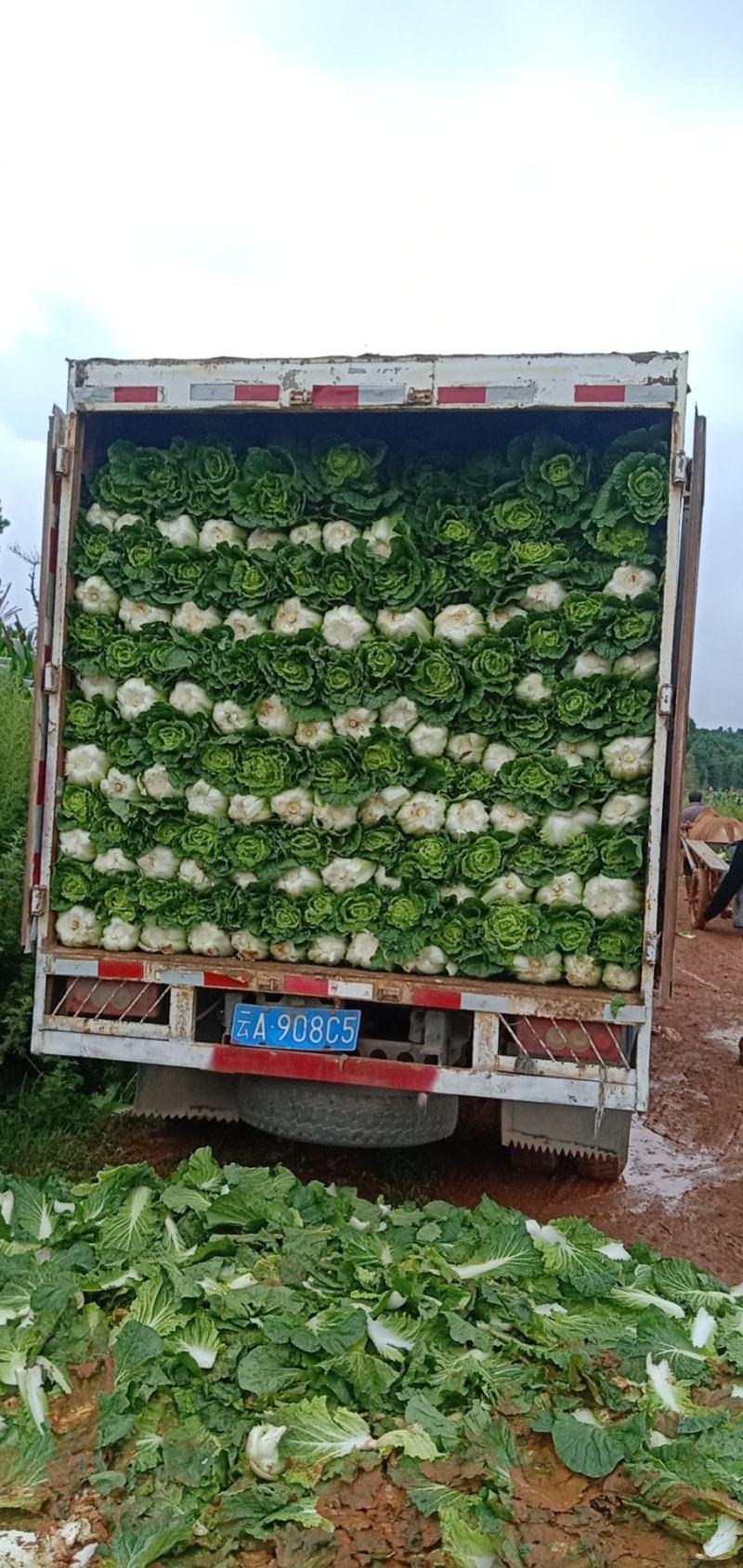 黄心大白菜上市无虫眼品质保证欢迎各位老板来电骚扰