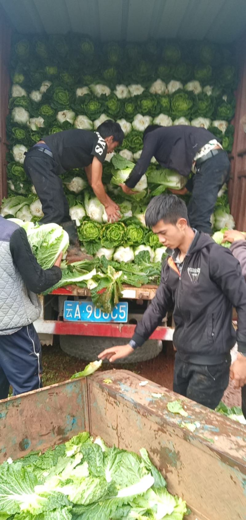 黄心大白菜上市无虫眼品质保证欢迎各位老板来电骚扰