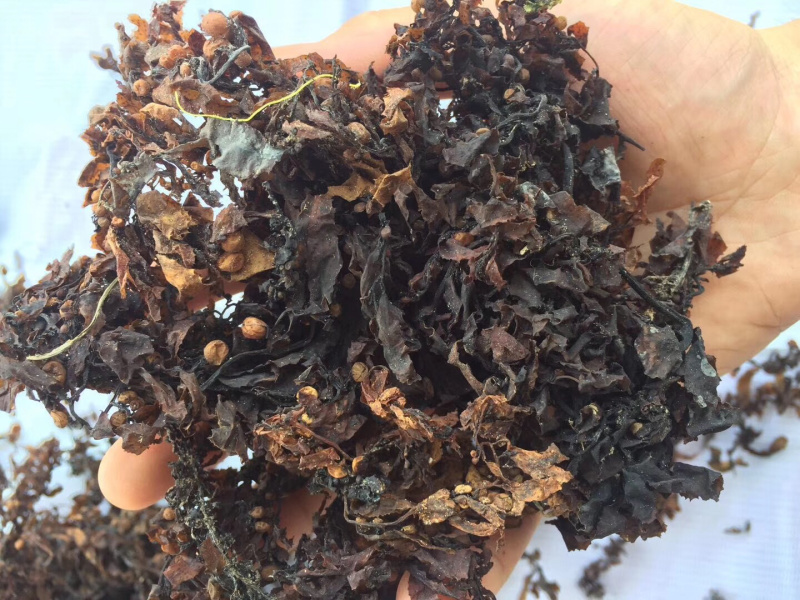 海藻【包邮】三斤起发货可批量可零售量大从优