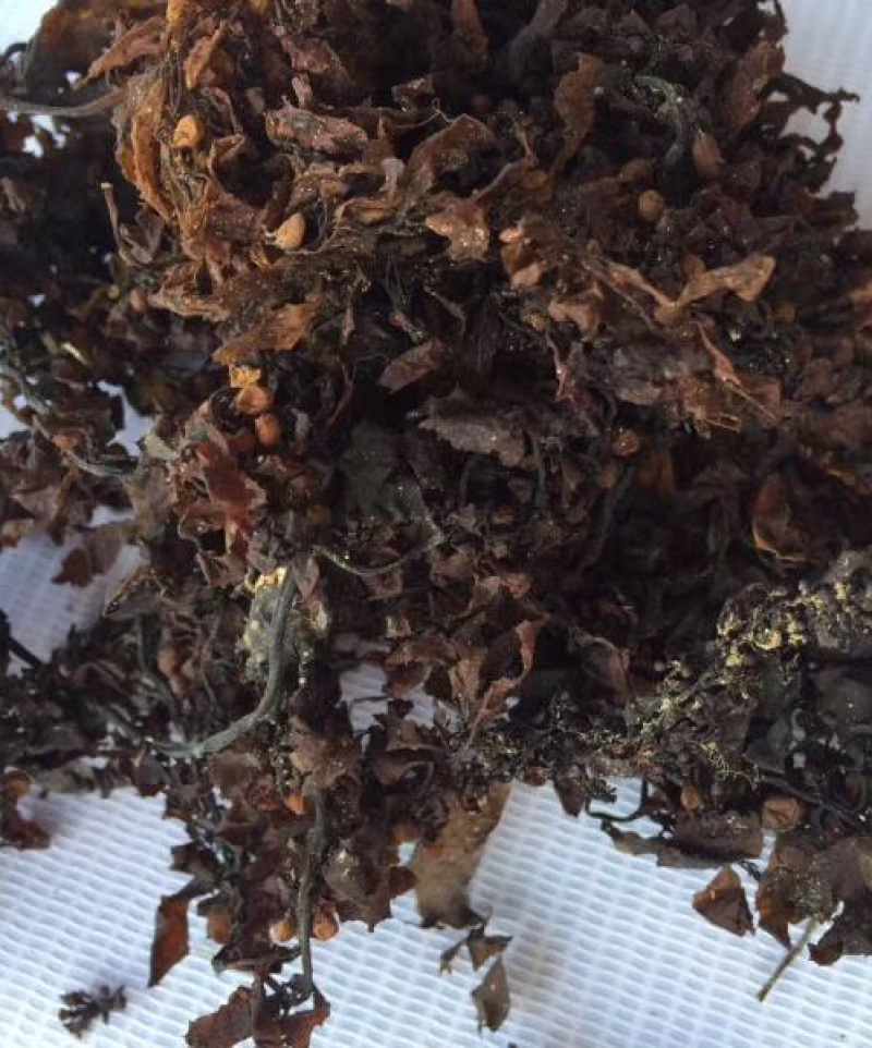 海藻【包邮】三斤起发货可批量可零售量大从优