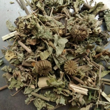 磨盘草野生中药材茼麻草耳响草响耳草磨龙草金花草耳聋