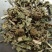 磨盘草野生中药材茼麻草耳响草响耳草磨龙草金花草耳聋
