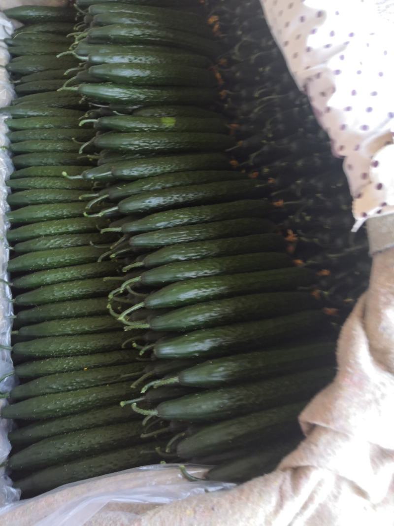 大量供应精品一级黄瓜，欢迎全国各地老板前来考察，