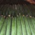 大量供应精品一级黄瓜，欢迎全国各地老板前来考察，