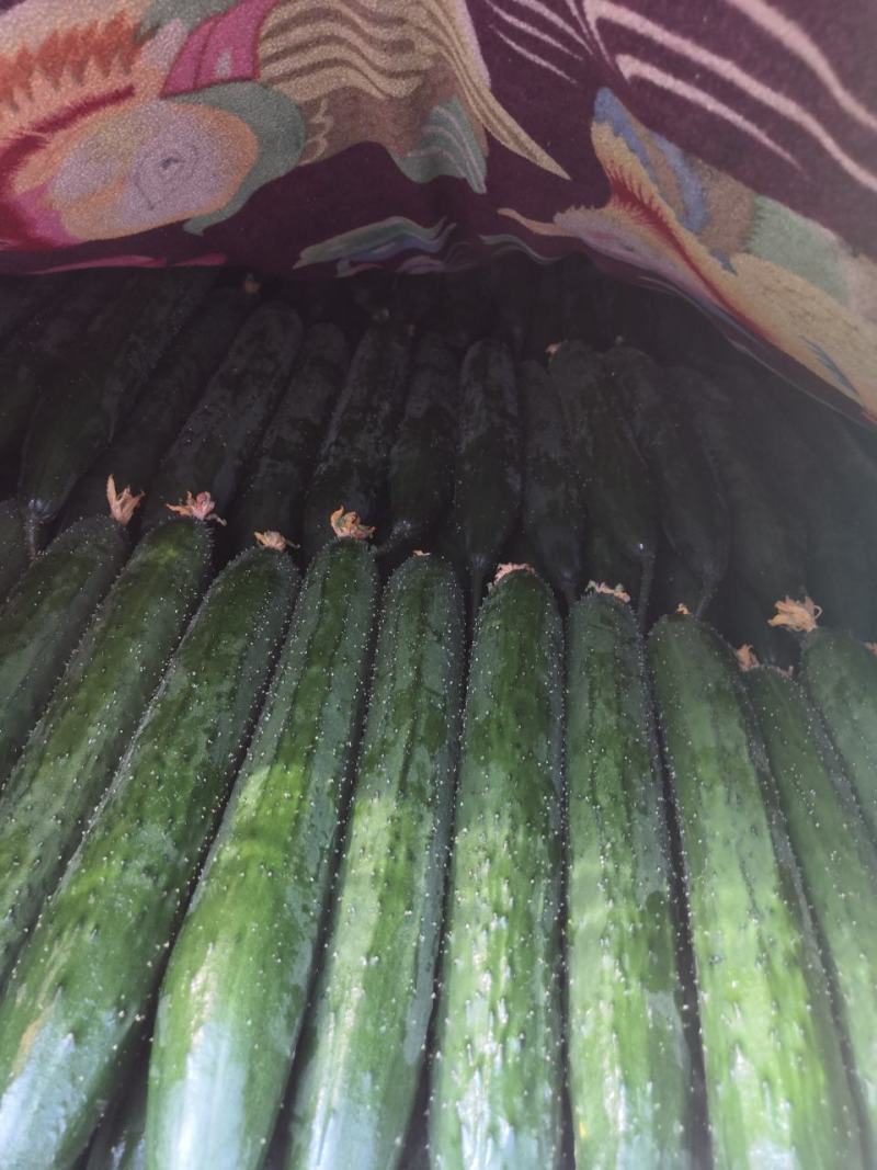大量供应精品一级黄瓜，欢迎全国各地老板前来考察，