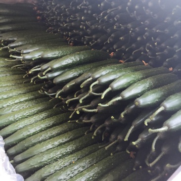 大量供应精品一级黄瓜，欢迎全国各地老板前来考察，