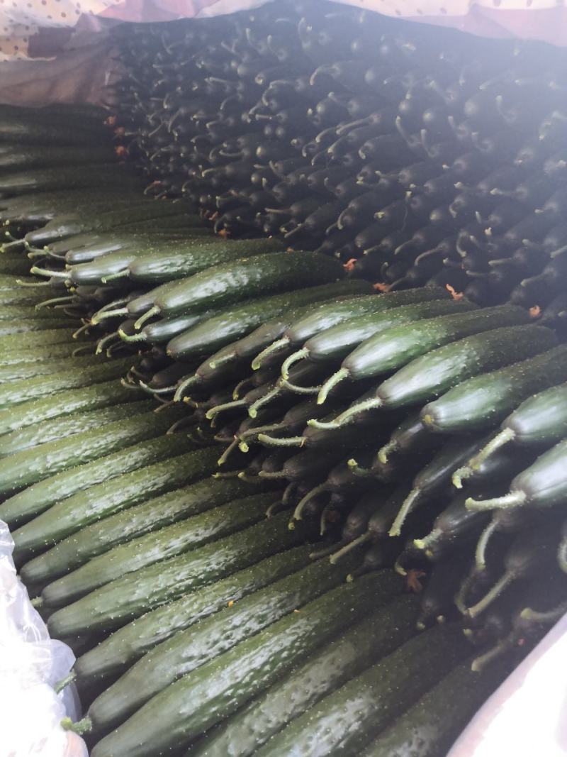 大量供应精品一级黄瓜，欢迎全国各地老板前来考察，