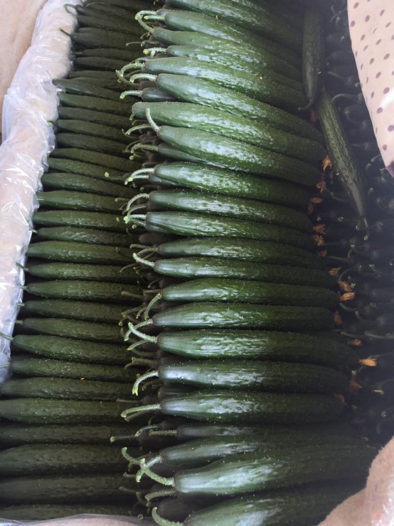 大量供应精品一级黄瓜，欢迎全国各地老板前来考察，