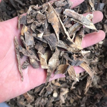 中药材鸟不宿根楤木白皮葱木鸟不落忽木白皮