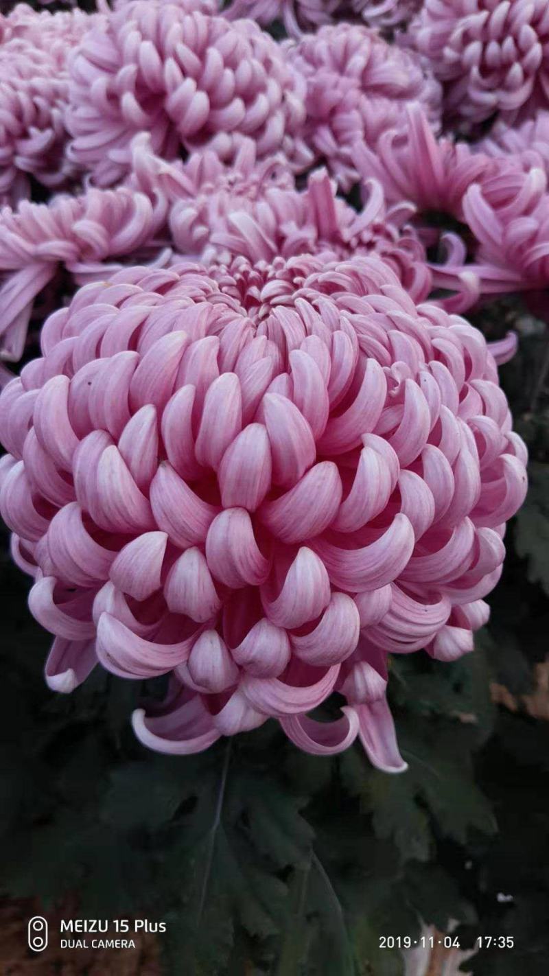 基地直销观赏菊花盆景花卉鲜花除甲醛