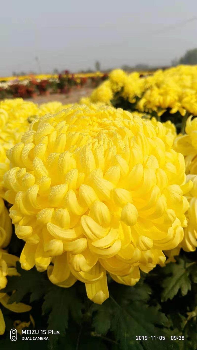 基地直销观赏菊花盆景花卉鲜花除甲醛