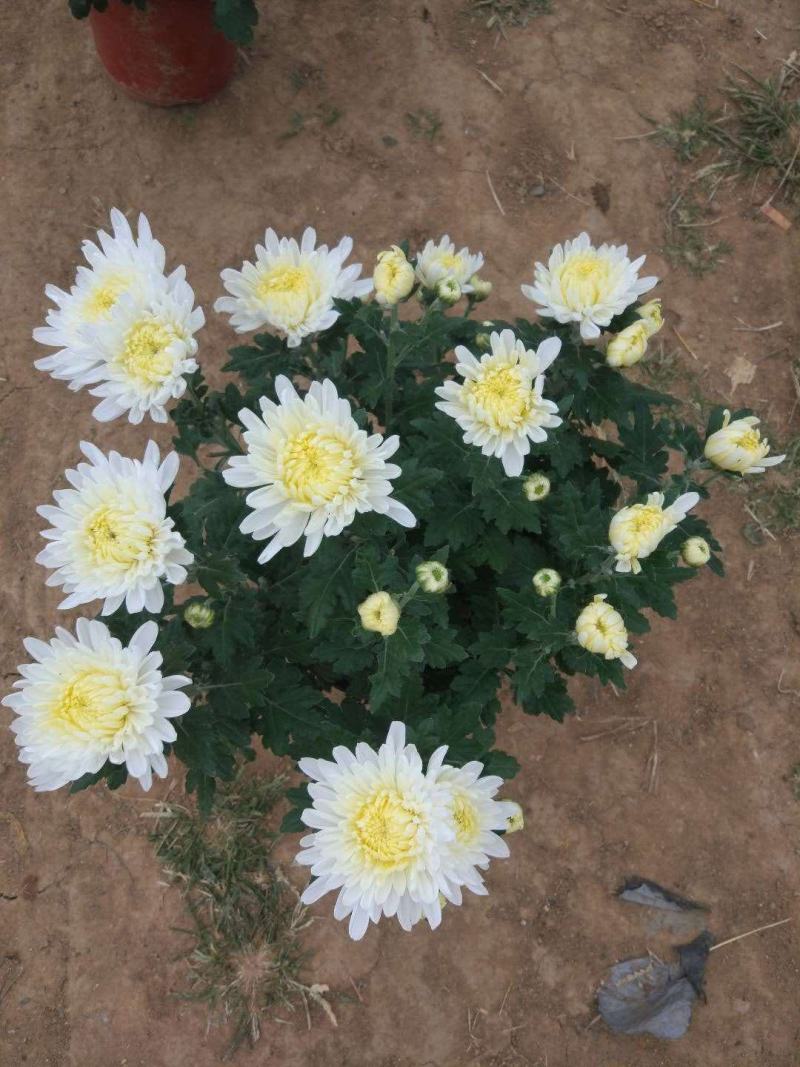 基地直销观赏菊花盆景花卉鲜花除甲醛