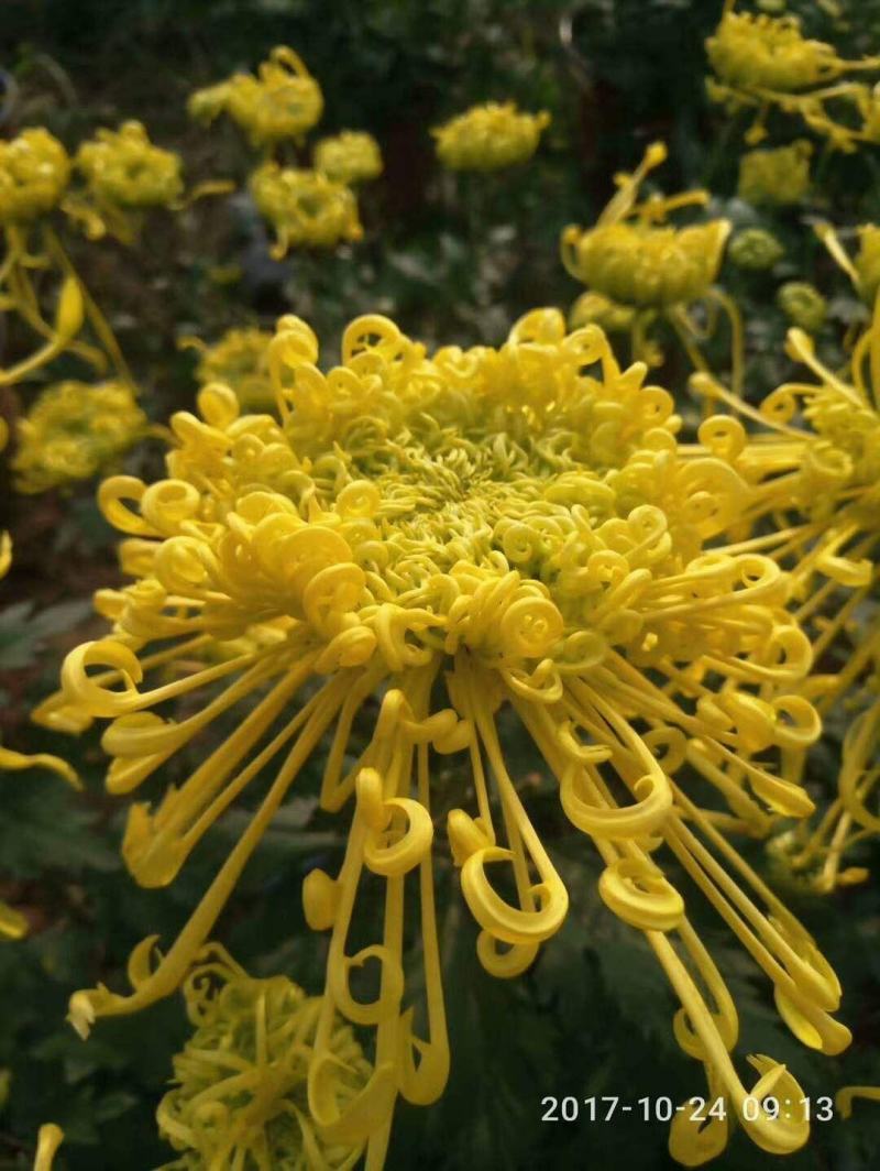 基地直销观赏菊花盆景花卉鲜花除甲醛