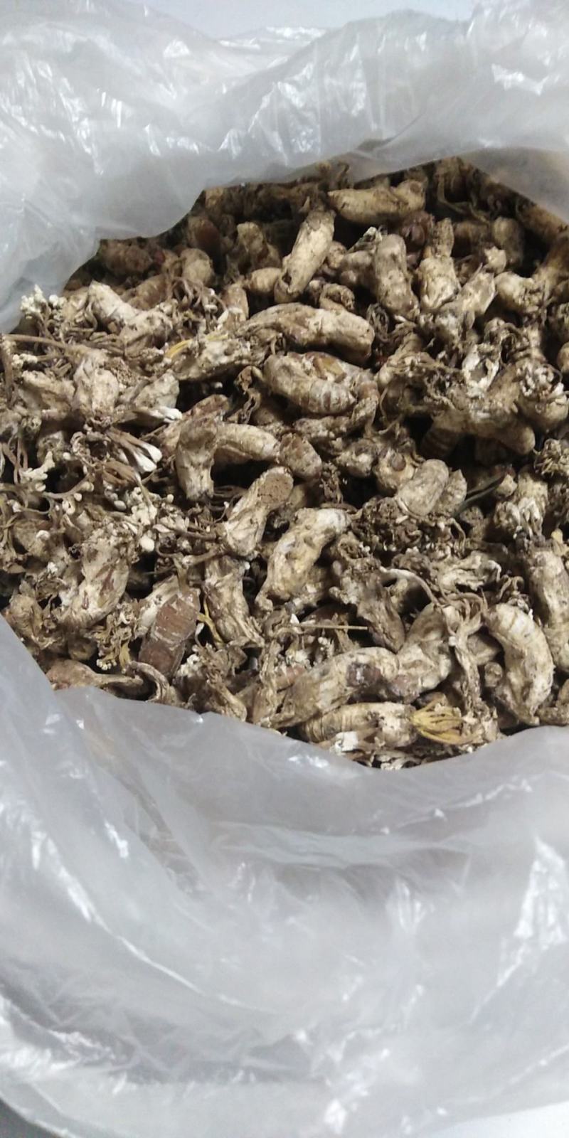 金蝉花2020最后一批货