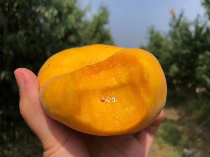 瑞蟠101量大，8月底9月初开始号开始，有需要的联系，