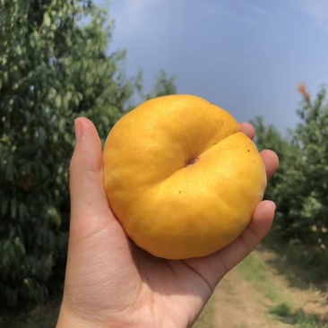 瑞蟠101量大，8月底9月初开始号开始，有需要的联系，