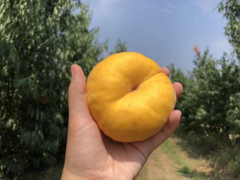 瑞蟠101量大，8月底9月初开始号开始，有需要的联系，