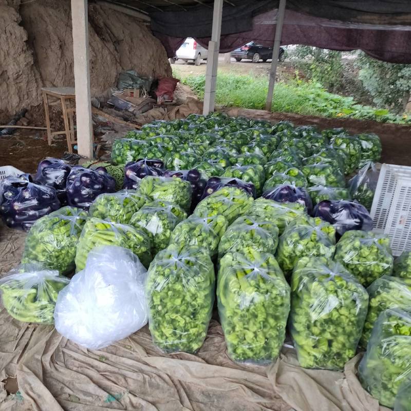 精品尖椒大量上市价格便宜包装齐全，交通方便，上货快