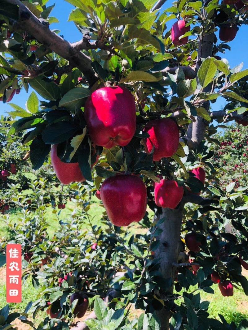 天水花牛苹果产地直销发往全国各地