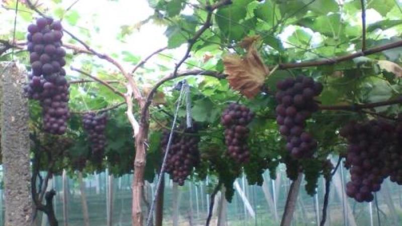 【推荐】新品大粒巨峰葡萄苗保质保量可以视频看货