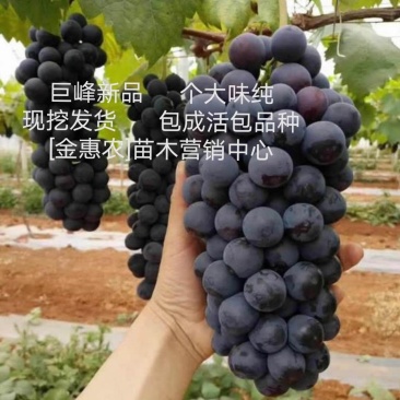 【推荐】新品大粒巨峰葡萄苗保质保量可以视频看货