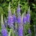穗花婆婆纳种子蓝色花卉耐寒多年生草花种子景观绿化观花种子