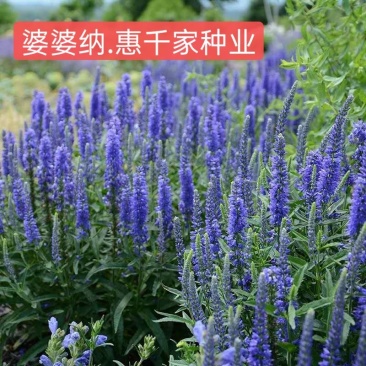 穗花婆婆纳种子蓝色花卉耐寒多年生草花种子景观绿化观花种子