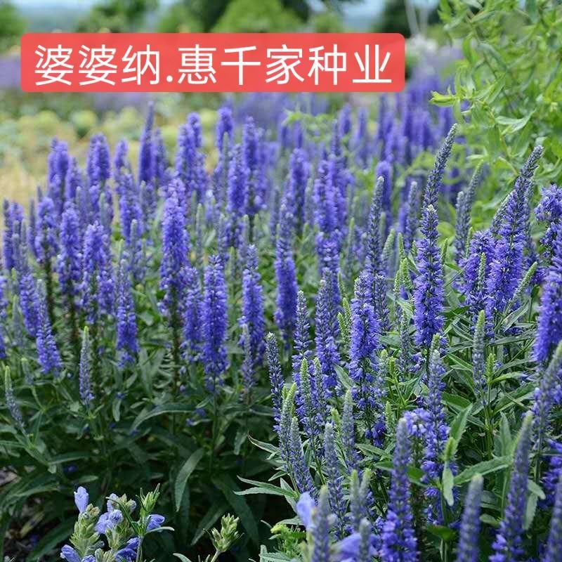 穗花婆婆纳种子蓝色花卉耐寒多年生草花种子景观绿化观花种子
