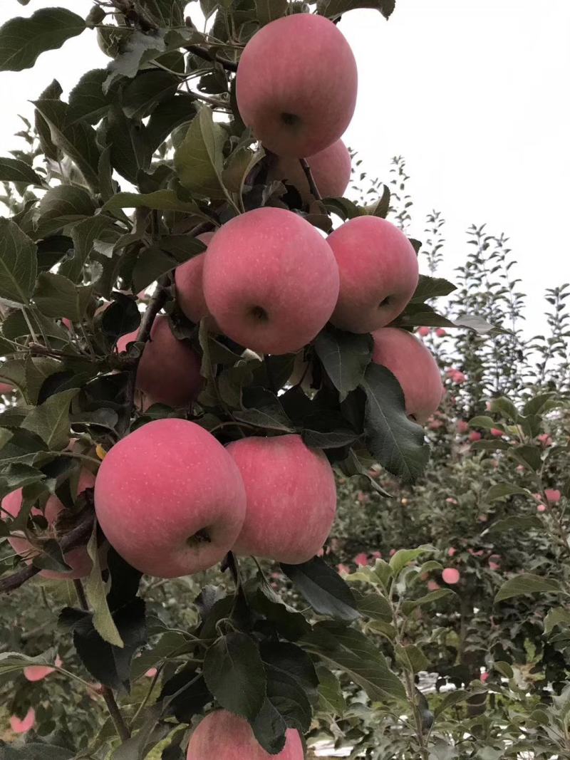 【晚熟富士苹果大量上市】苹果代办服务。有需要货联系我！