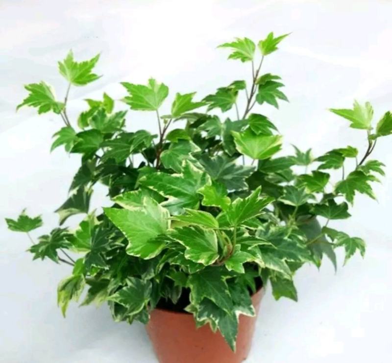 常春藤盆栽好养植物室内垂吊兰长春藤吸甲醛水培爬藤挂常青藤