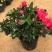 杜鹃花苗老桩大盆栽植物四季开花卉室内带观花植物不断好养的