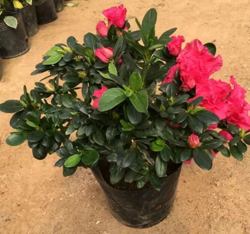 杜鹃花苗老桩大盆栽植物四季开花卉室内带观花植物不断好养的