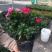 杜鹃花苗老桩大盆栽植物四季开花卉室内带观花植物不断好养的