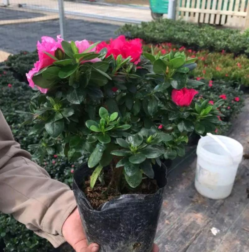 杜鹃花苗老桩大盆栽植物四季开花卉室内带观花植物不断好养的