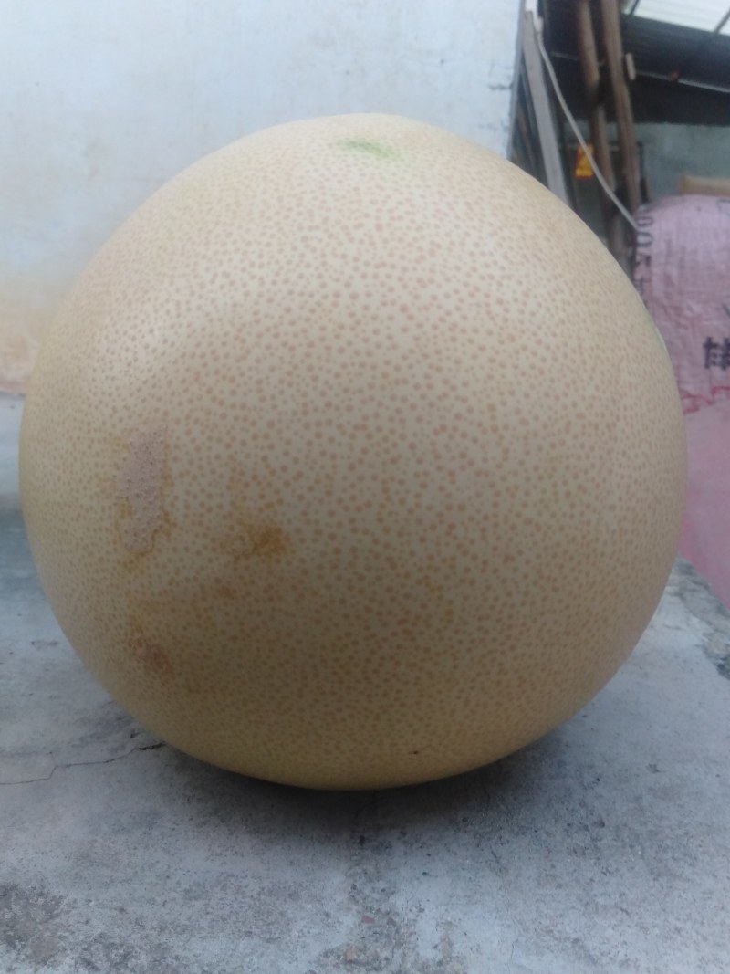 金秀生态三红蜜柚，精品柚子大量上市，产地直销