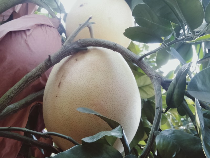 金秀生态三红蜜柚，精品柚子大量上市，产地直销