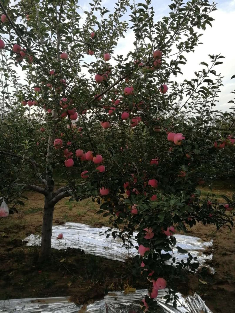 苹果