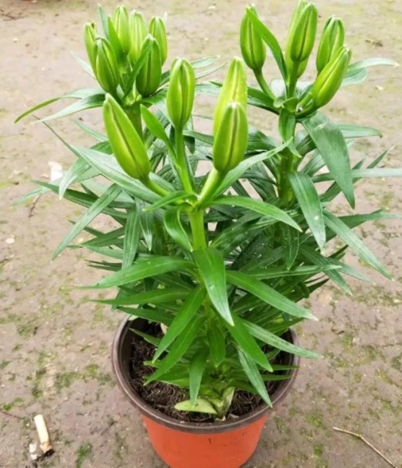 香水百合花盆栽苗带花苞水培室内客厅办公室阳台四季好养植物