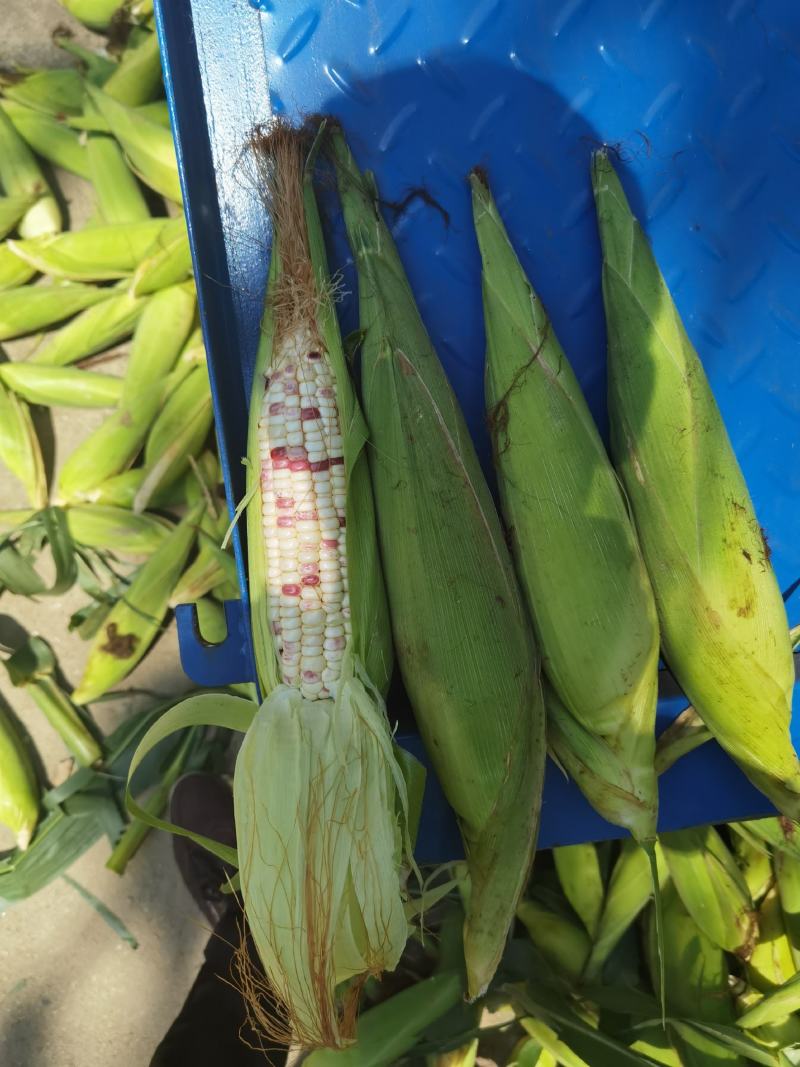 花糯玉米，彩糯，个头大无缺籽，皮绿品质优良，