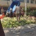 花糯玉米，彩糯，个头大无缺籽，皮绿品质优良，