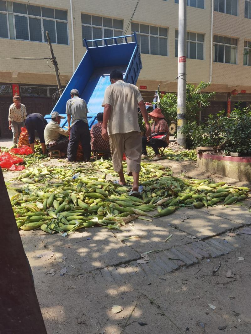 花糯玉米，彩糯，个头大无缺籽，皮绿品质优良，
