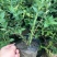 蓝莓苗蓝莓树果苗盆栽当年结果四季阳台庭院地栽南北方特大水
