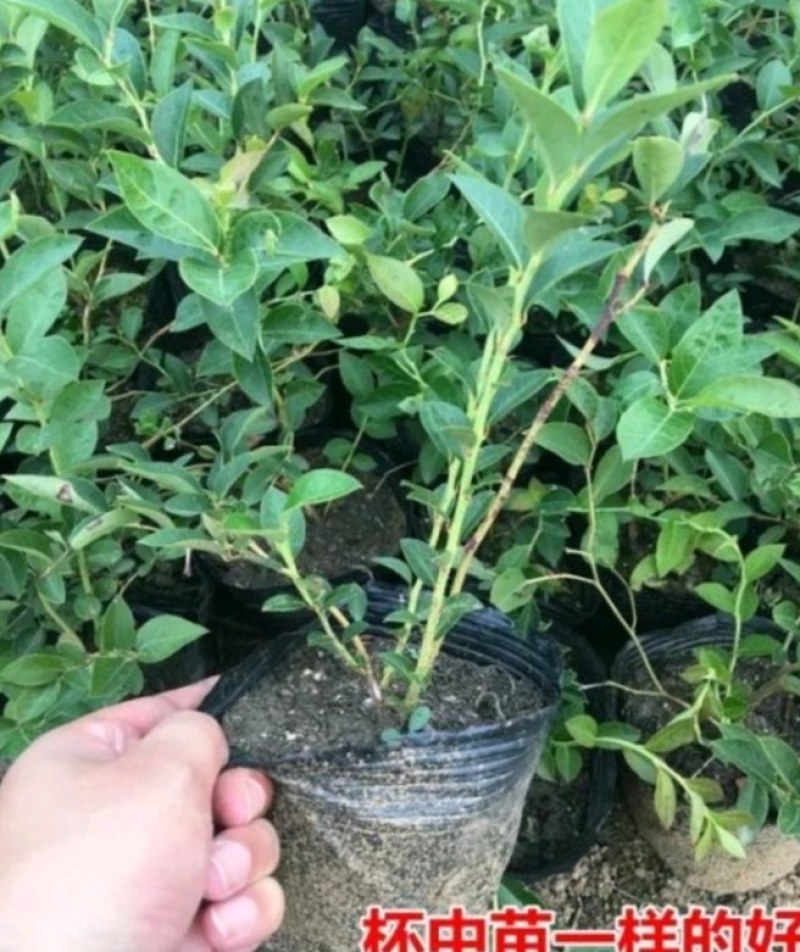 蓝莓苗蓝莓树果苗盆栽当年结果四季阳台庭院地栽南北方特大水