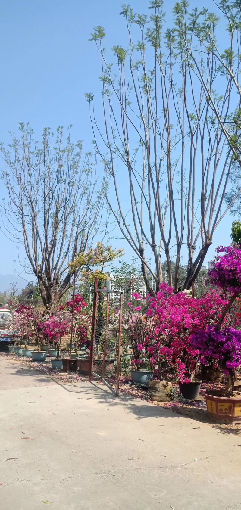 公司自有苗木基地60余亩，主营各种规格蓝花楹，生货，熟货