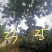 公司自有苗木基地60余亩，主营各种规格蓝花楹，生货，熟货